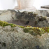 Primitive Carved Stone Trough Planter Weathered Organic Garden Feature | Bonsai Display - Image 13